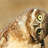 FrankieToofones's profile image