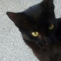 The Dark Cat (@thedarkcat5) 's Twitter Profile