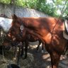 kazutaka182's profile picture. 競馬が好きなサラリーマンです。 競馬は、本当に素晴らしい！！ 加えて、株式投資に20年以上の経験があります。日本には堅実でありながら、割安に放置されている銘柄が多数あります。私が少しずつ買い支えます！！ビジョンを持って投資する！！そして還元します！地味な会社ほど堅実なほど応援したい、本当に根拠ある投資を