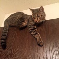 InsertCleverIronicNameHere (@cleverirony) 's Twitter Profile Photo