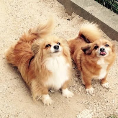 yoshisono's profile picture. 