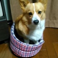マチョ (@robinworld3) 's Twitter Profile
