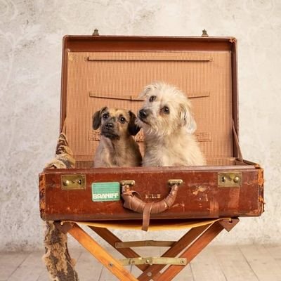 Just two doggos trying to take over the world one paw at a time!
Always looking for the next snack. We once ate an entire armchair!
#BadAssDogs