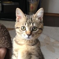 にゃんこ (@dokushoaka8) 's Twitter Profile