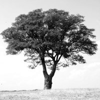 Novos Povoadores® (@novospovoadores) 's Twitter Profile