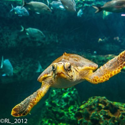 Beccasmiles319's profile picture. educator, scientists/biologist and photographer. I live to strive forward and learn from life!