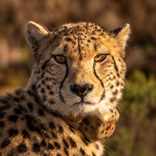 Perfil oficial do Gattopardo Pro. Mentoria e Análise de Desempenho Digital