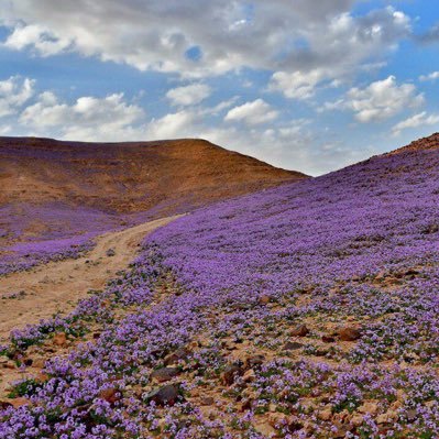 zo_mlx's profile picture. تتابعني اتابعك