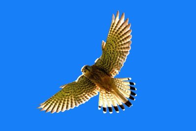 EarthSeaTreeSp1's profile picture. 