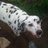 spiderpup's profile image