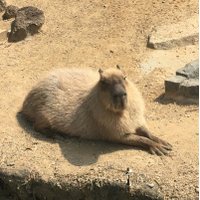 カピッ！(@CapybaraNjj) 's Twitter Profile Photo