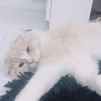 ゆっぴ (@yusukeee0819) 's Twitter Profile