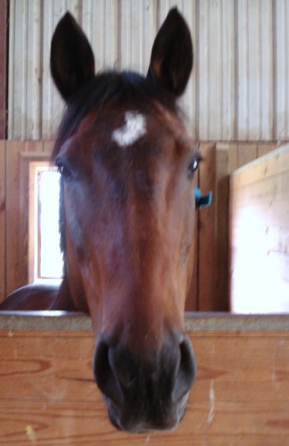 using therapeutic riding to enhance the health and happiness of people with disabilities for 35 years.