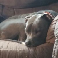 Arditan427 (@arditan427) 's Twitter Profile