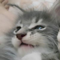 มิ้วน้อยขายทุกอย่างบนโลก (@z_n_n_z) 's Twitter Profile Photo มิ้วน้อยขายทุกอย่างบนโลก (@z_n_n_z) 's Twitter Profile Photo
