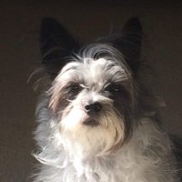 PIGLET the Chorkie(@Pigletstweets) 's Twitter Profile Photo