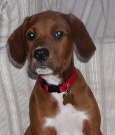 jenniferhwoods's profile picture. Old dog - learning new things