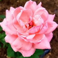 Robin (@cagefreerobin) 's Twitter Profile Photo