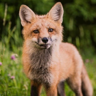 FoxSimpliest's profile picture. 