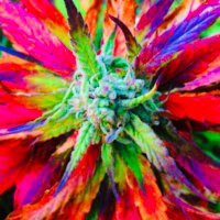 CitizenVoter (@cannthis) 's Twitter Profile