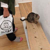 丹下りん (@tangerine_b0t) 's Twitter Profile