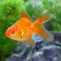 21卒新卒 (@chihayasyukatsu) Twitter profile photo