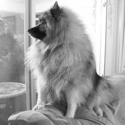 Keeshond lover, Trekker, アメリカ在住の日本人。日本の古典芸能(歌舞伎/文楽/能/落語等)好きな多趣味人間。多分今後、急逝した最愛の人のことしか呟けないでしょう。2022年から3年ぶりにKeeshondを迎えました。少しずつ前に向けるかな？