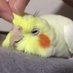 @Dongbei_FXBIRD