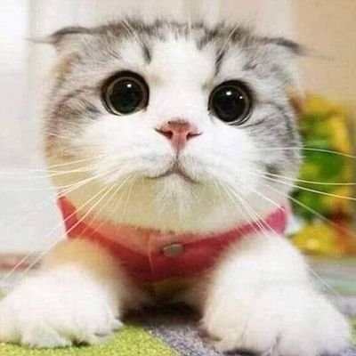 IslamiFitrah's profile picture. 