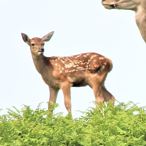 wightdeer's profile picture. Isle of Wight Deer Conservation promotes the welfare and ethical management of the island's wild deer