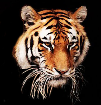 TigerPokerPro's profile picture. 