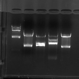 biolcaio's profile picture. 