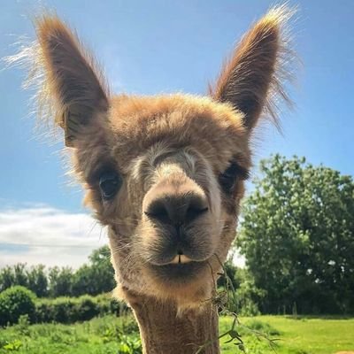 We breed alpacas on Anglesey. Looking to produce quality fibre & products, educating and entertaining along the way.