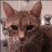 poppykitten's profile image