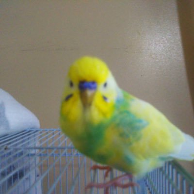 mixedanion's profile picture. 