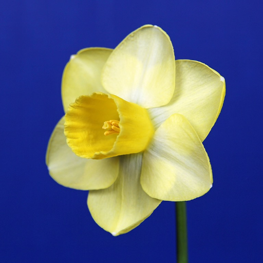 Whether you are an avid daffodil grower or simply enjoy this wonderful flower, follow the ADS to find out about upcoming shows or the latest grower tips!