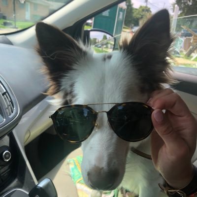 Hi my name is russ and im crazy 🐾