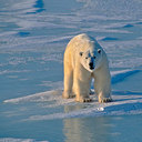 Tom Friedman - @howyouwas - Twitter