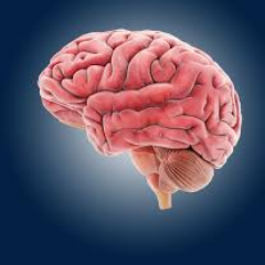 Follow to explore more on brain and neurology research!