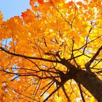 Foxfield Maple Class (@foxfieldmaple) 's Twitter Profile