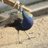 westwind0's profile image