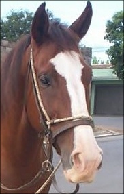 Oi pessoal Eu sou um cavalos muito manso e amo crianças .
Sou Mangalarga marchador
:)