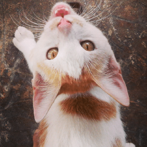 These adorable cats and kittens videos and pictures.