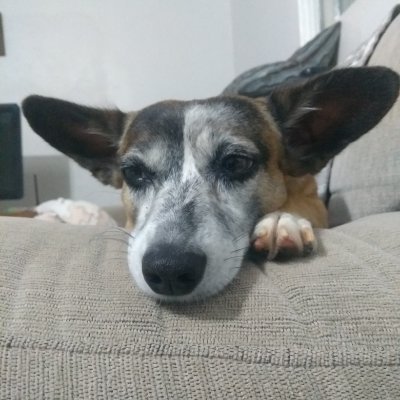 Chicogomessos's profile picture. Sou fã de um churrasco, protetor dos animais e defensor das minorias. Cristão, recatado e da balada gospel.