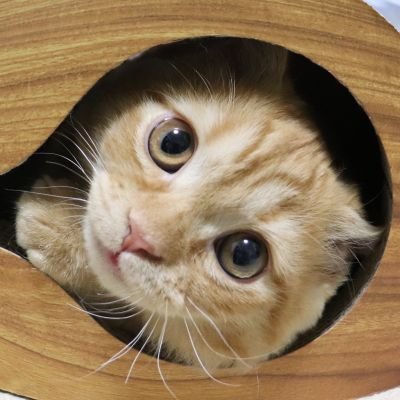 動くけだま達のプロフィール写真