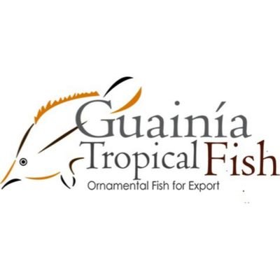 export ornamental tropical fish Colombia
🇨🇴 for the World