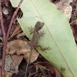 生き物好きですが行き過ぎた・間違った動物愛護は嫌いな愚痴垢
燃えそうな話題に首を突っ込む……かもしれません 口がだいぶ悪いです