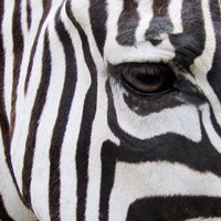 Roger / ロジャー (@streifenpferd) 's Twitter Profile