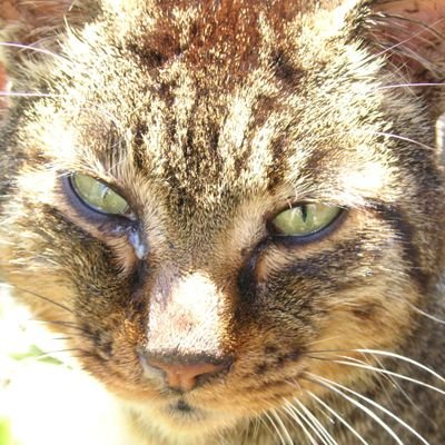 可児君 出掛ける前にとちょっと 歴戦の蒼きたてがみ が欲しくなった結果数時間 昼か 出掛けるか モンスターハンターワールドアイスボーン 結果最初の目的は達成していない笑 可児君 出掛ける前にとちょっと 歴戦の蒼きたてがみ が欲しくなった結果数時間 昼か 出掛けるか モンスターハンターワールドアイスボーン 結果最初の目的は達成していない笑