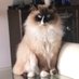 Paola Mascioli ☮️ (@masciolipaola) Twitter profile photo Paola Mascioli ☮️ (@masciolipaola) Twitter profile photo